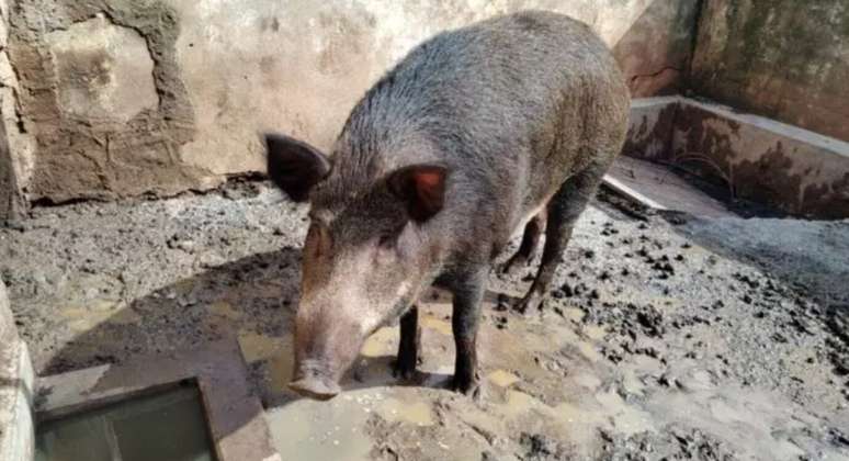 Al&eacute;m dos danos econ&ocirc;micos e ambientais, o javaporco representa um risco &agrave; sa&uacute;de p&uacute;blica &ndash; Divulga&ccedil;&atilde;o/Defesa Agropecu&aacute;ria do Estado de S&atilde;o Paulo