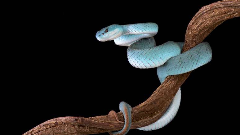 veneno de cobra_depositphotos.com / REPTILES4ALL