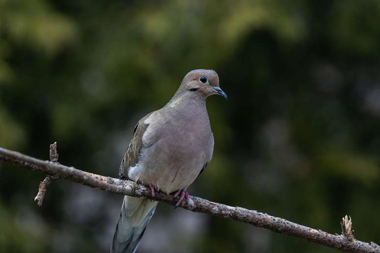 Sons de aves podem impactar diretamente o bem-estar humano