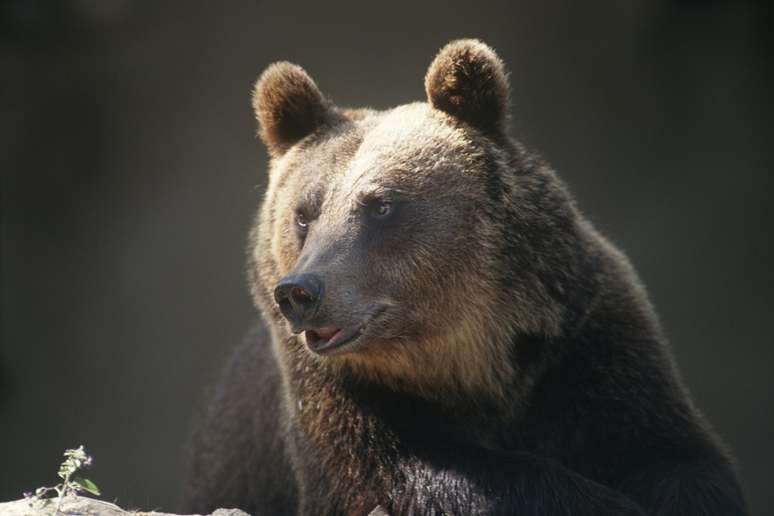 urso-pardo-marsicano_Press Office of the Autonomous Province of Trento