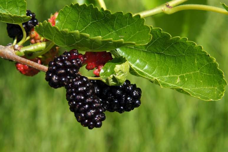 A amora ajuda a melhorar a mem&oacute;ria e a qualidade do sono 