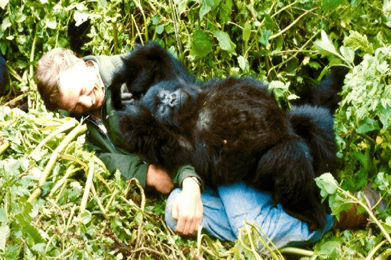 Em &ldquo;A hist&oacute;ria de um Gorila com David Attenborough&rdquo;, a vida do gorila Pablo revela os ciclos e desafios da natureza ao longo dos anos 
