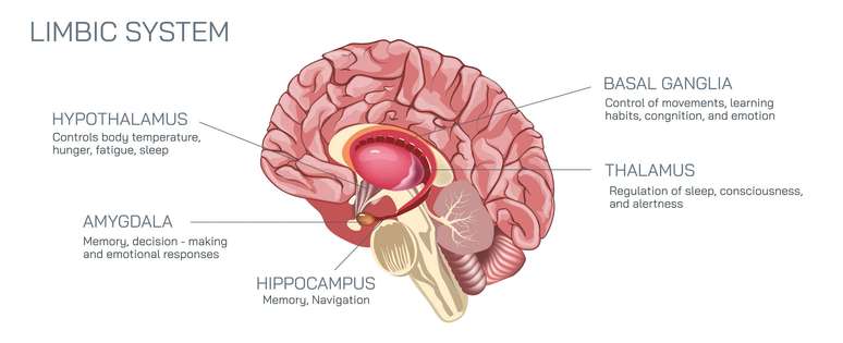 Ilustra&ccedil;&atilde;o das partes do c&eacute;rebro envolvidas na mem&oacute;ria.