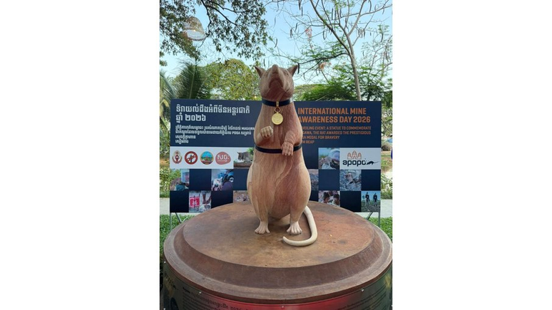 Est&aacute;tua do rato farejador do Camboja &ndash; Divulga&ccedil;&atilde;o