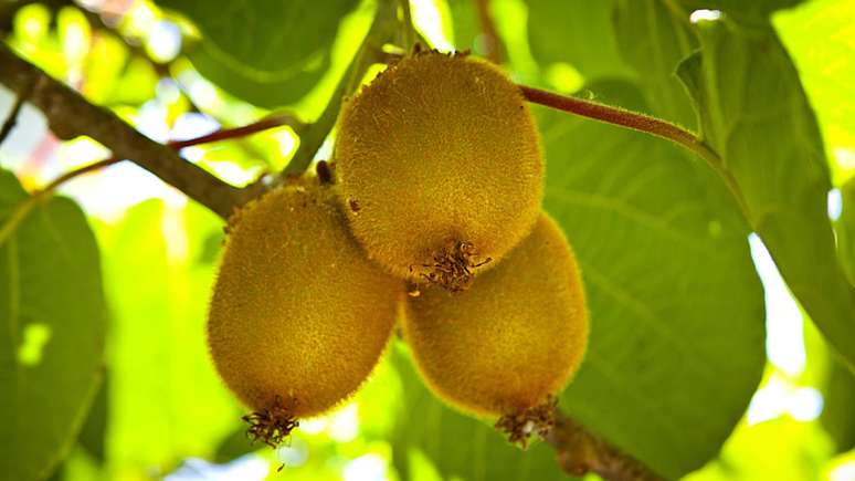 kiwi_depositphotos.com / REDPIXEL