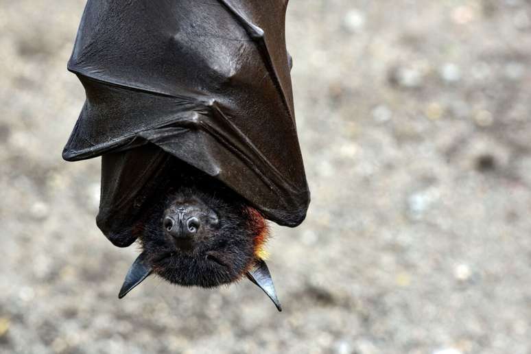 Os morcegos passam a maior parte do dia dormindo de cabe&ccedil;a para baixo, um h&aacute;bito que ajuda a economizar energia e garante mais efici&ecirc;ncia na vida noturna 