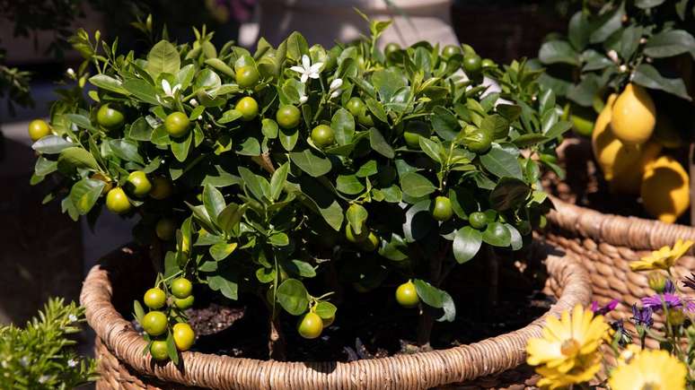 தொட்டிகளில் உள்ள பழங்கள் குறைந்த மண்ணின் அளவை சமாளிக்க வேண்டும், இதற்கு குறைந்த ஆக்கிரமிப்பு வேர்கள் மற்றும் மிதமான வளர்ச்சி தேவைப்படுகிறது - depositphotos.com / VictoriaKurylo