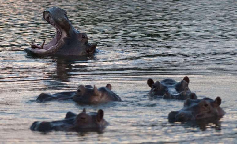 A maior parte da popula&ccedil;&atilde;o de hipop&oacute;tamos vive na Fazenda N&aacute;poles, que costumava pertencer a Pablo Escobar