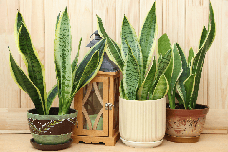 A espada-de-S&atilde;o-Jorge &eacute; um verdadeiro escudo natural que ajuda a manter o ambiente protegido e livre de energias negativas 