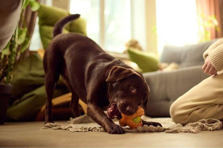 Brinquedos dentais, mordedores, petiscos espec&iacute;ficos e solu&ccedil;&otilde;es orais s&atilde;o aliados da escova&ccedil;&atilde;o e promovem enriquecimento ambiental 