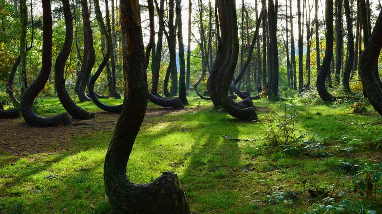 Pol&ocirc;nia arvores tortas_depositphotos.com / travelsewhere