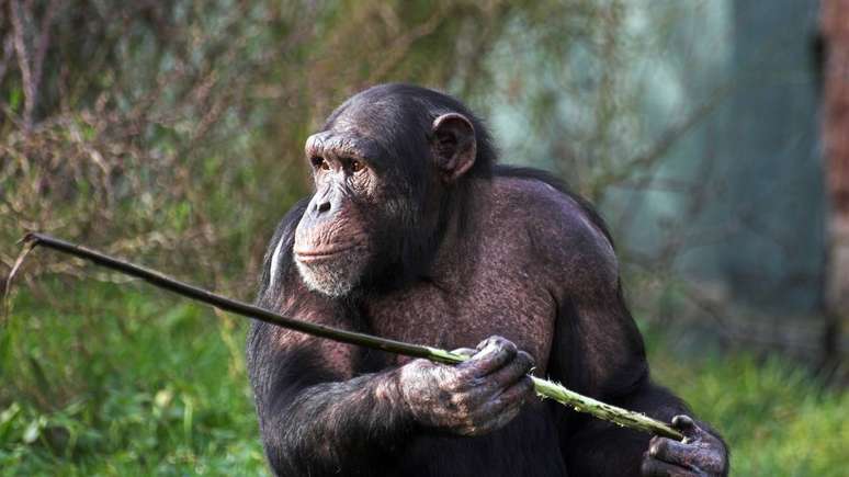 Estudos de longo prazo indicam que chimpanz&eacute;s selecionam plantas e insetos espec&iacute;ficos em momentos de doen&ccedil;a, refor&ccedil;ando evid&ecirc;ncias de farmacognosia animal &ndash; depositphotos.com / Clivia