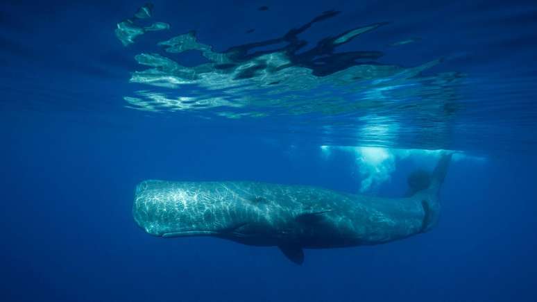 As baleias cachalotes se comunicam com s&eacute;ries de cliques, que os pesquisadores analisam com IA