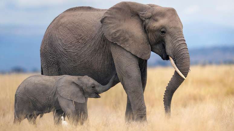 Aprender sobre a comunica&ccedil;&atilde;o dos elefantes pode ajudar a prever as pr&oacute;ximas a&ccedil;&otilde;es dos animais