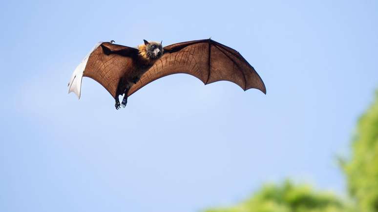 A tecnologia nos permite registrar sons dos animais inaud&iacute;veis para os ouvidos humanos