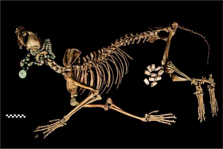 Animais de diversos tipos foram encontrados nas oferendas funer&aacute;rias do Templo Mayor