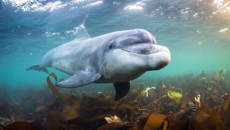 Pesquisas indicam que os assobios dos golfinhos podem funcionar como linguagem, mas isso n&atilde;o significa necessariamente que, algum dia, poderemos conversar com eles