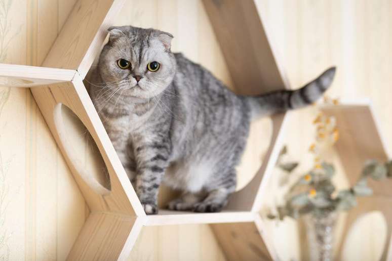 A pelagem do&nbsp;scottish&nbsp;fold&nbsp;pode apresentar o padr&atilde;o tigrado em diferentes cores 