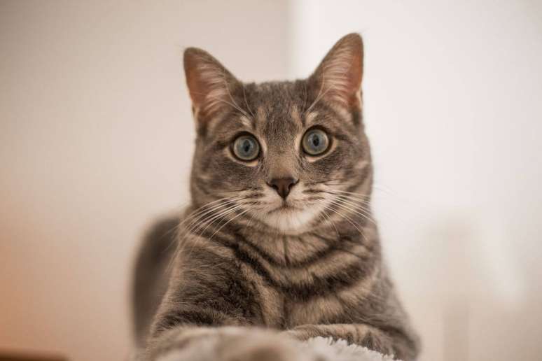 O gato europeu comum apresenta grande variedade de cores e padr&otilde;es, sendo o tigrado um dos mais frequentes 