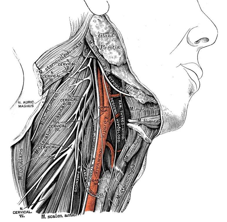 O nervo lar&iacute;ngeo recorrente, no pesco&ccedil;o, segue um trajeto que simplesmente n&atilde;o faz sentido