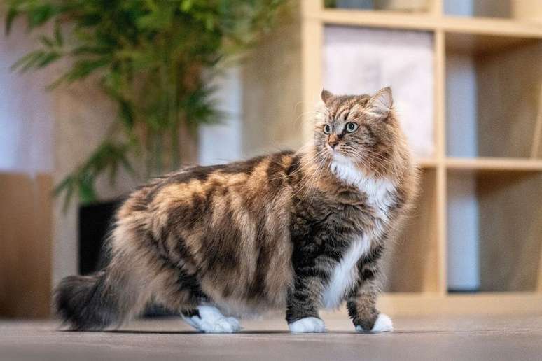 A pelagem tigrada do siberiano destaca ainda mais sua beleza natural 