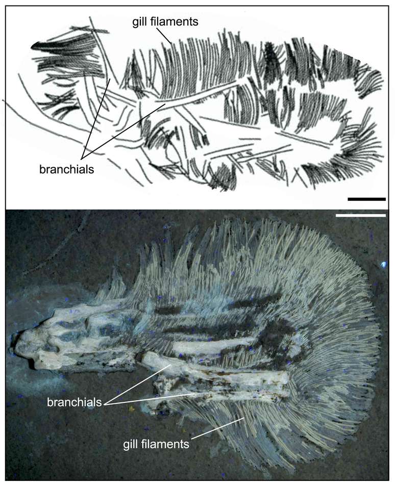 Bakiribu (em cima) comparado com o peixe do Jur&aacute;ssico Superior Belonochasma.