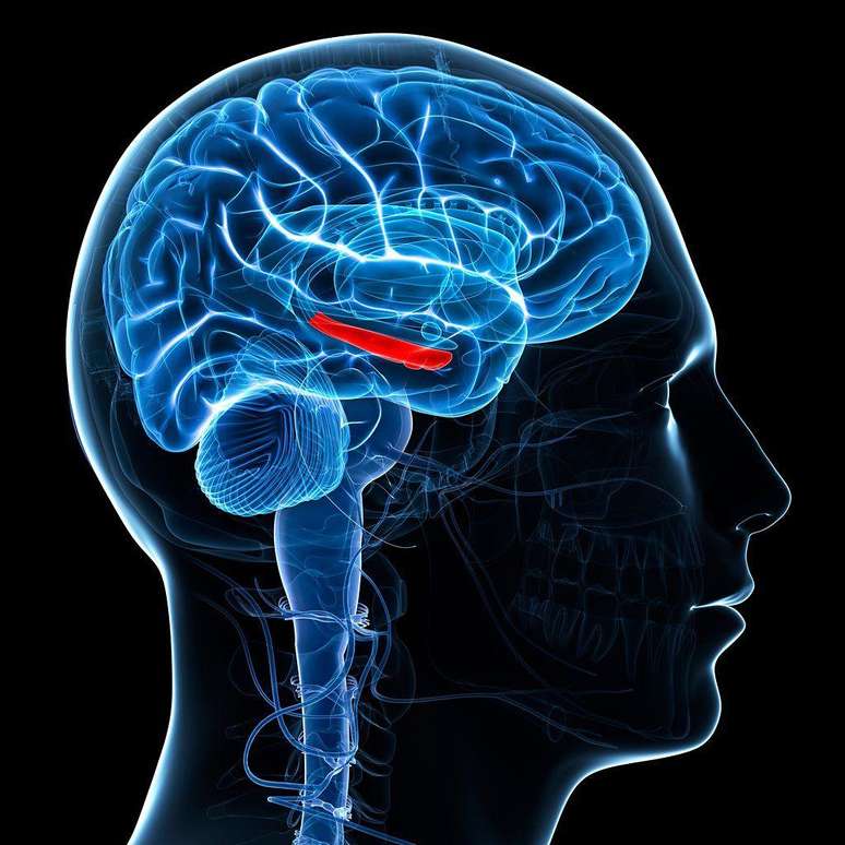 O hipocampo fica nas profundezas do c&eacute;rebro, mas desempenha papel importante para a mem&oacute;ria e o aprendizado