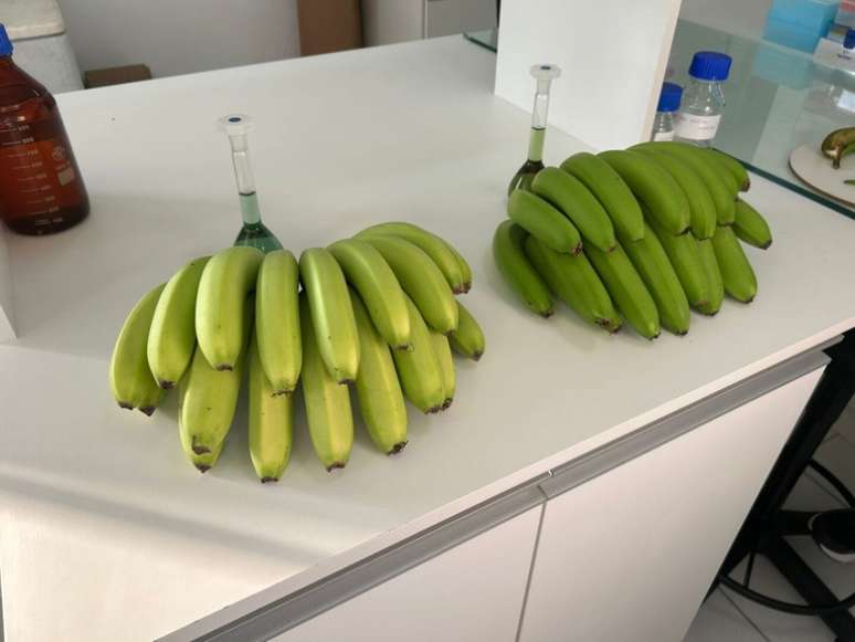 Nova variedade de banana foi descoberta e cadastrada em SC