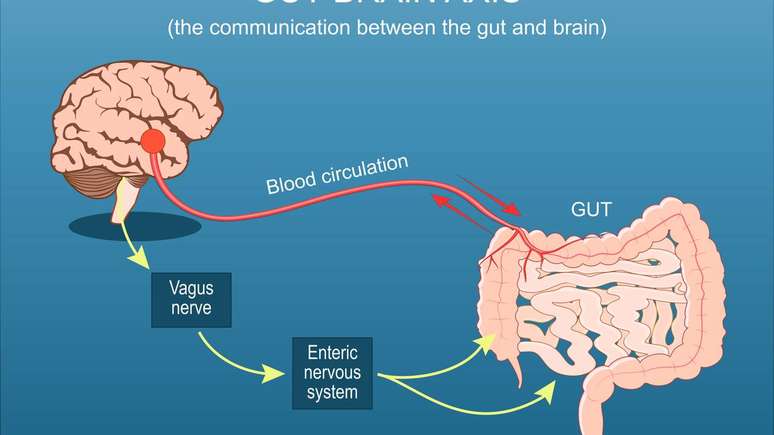 Sistema nervoso ent&eacute;rico &ndash; depositphotos.com / edesignua