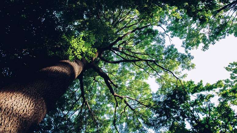 Fungos e ra&iacute;zes formam a micorriza, base da comunica&ccedil;&atilde;o subterr&acirc;nea das florestas &ndash; depositphotos.com / amdre100