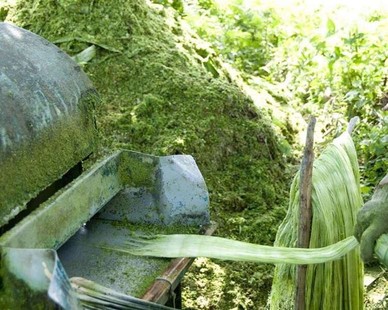 Inova&ccedil;&atilde;o circular em pr&aacute;tica: o Pi&ntilde;atex mostra como res&iacute;duos agr&iacute;colas podem virar mat&eacute;ria-prima de moda &ndash; Wikimedia Commons/John Cummings