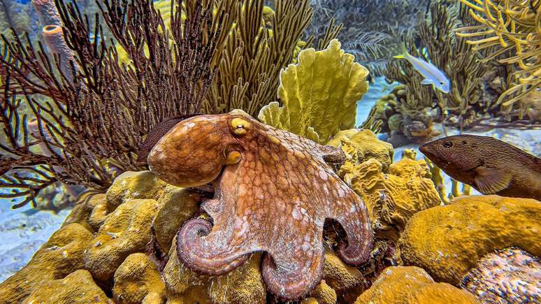 Os polvos s&atilde;o conhecidos por sua extraordin&aacute;ria intelig&ecirc;ncia e por serem mestres da camuflagem