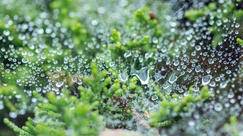 Petricor: quando a terra seca encontra a chuva e libera mem&oacute;ria no ar &ndash; depositphotos.com / MicEnin