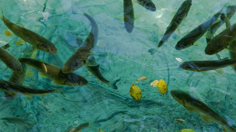 పర్వతాలు మరియు అకారణంగా వేర్వేరు జలాల మధ్య, జీవితం విస్తరించడానికి మరియు కొనసాగడానికి అసంభవమైన మార్గాలను కనుగొంటుంది – depositphotos.com / flemming