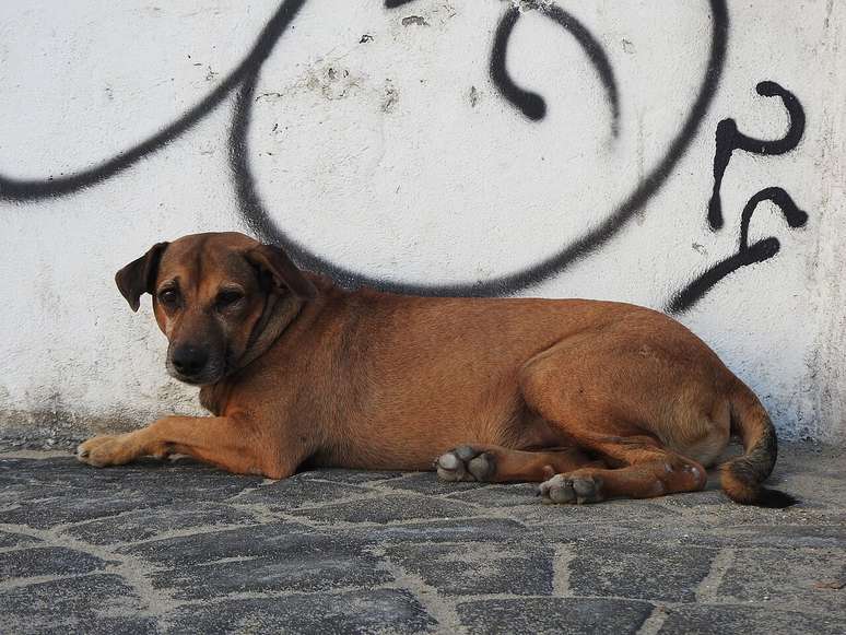 Mais que um s&iacute;mbolo brasileiro, o caramelo revela a for&ccedil;a da sele&ccedil;&atilde;o natural nas cidades &ndash; Wikimedia Commons/Sturm