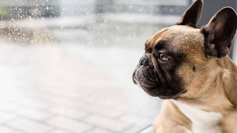 Inquieta&ccedil;&atilde;o, esconderijos e latidos podem ser sinais de que a tempestade est&aacute; a caminho &ndash; depositphotos.com / Y-Boychenko