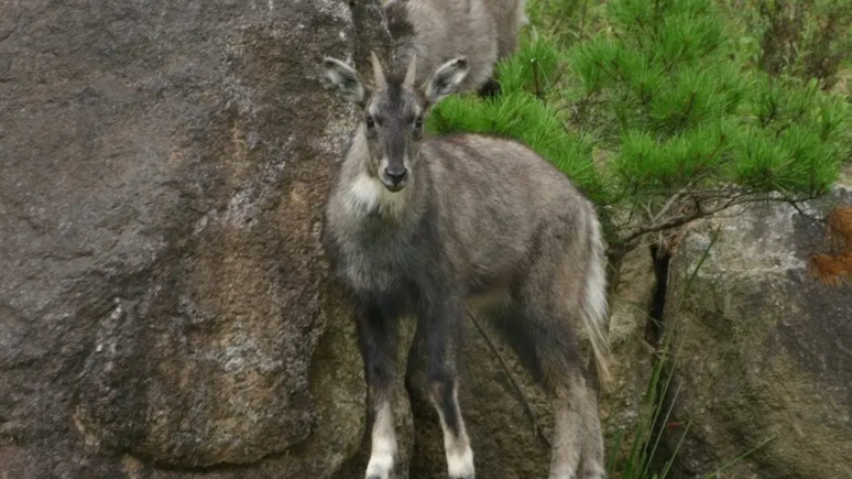 Sabe-se que cabras-monteses vivem na Zona Desmilitarizada