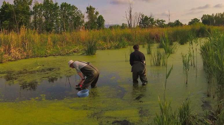 Tanto os lagos naturais quanto o lago de resfriamento nuclear apresentam alta biodiversidade