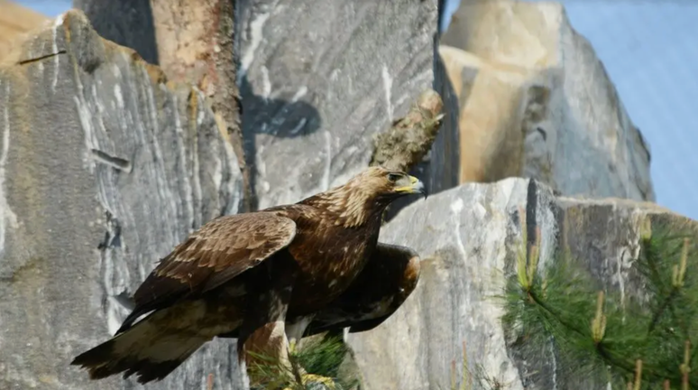 Uma grande ave marrom em forma&ccedil;&otilde;es rochosas claras.
