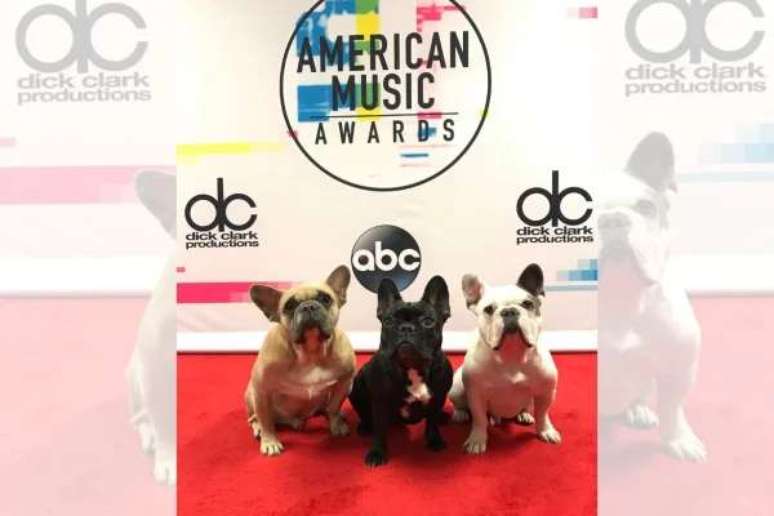 Conhe&ccedil;a a hist&oacute;ria de amor de Lady Gaga e seus buldogues franceses - destaque galeria