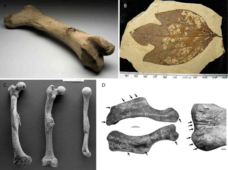 Diferentes ossos patol&oacute;gicos, incluindo um f&ecirc;mur de mamute do Pleistoceno com doen&ccedil;a infecciosa, folha de sassafr&aacute;s do Eoceno com danos causados por insetos, f&ecirc;mures humanos da &eacute;poca romana com malforma&ccedil;&otilde;es e um &uacute;mero de dinossauro com marcas de depress&atilde;o