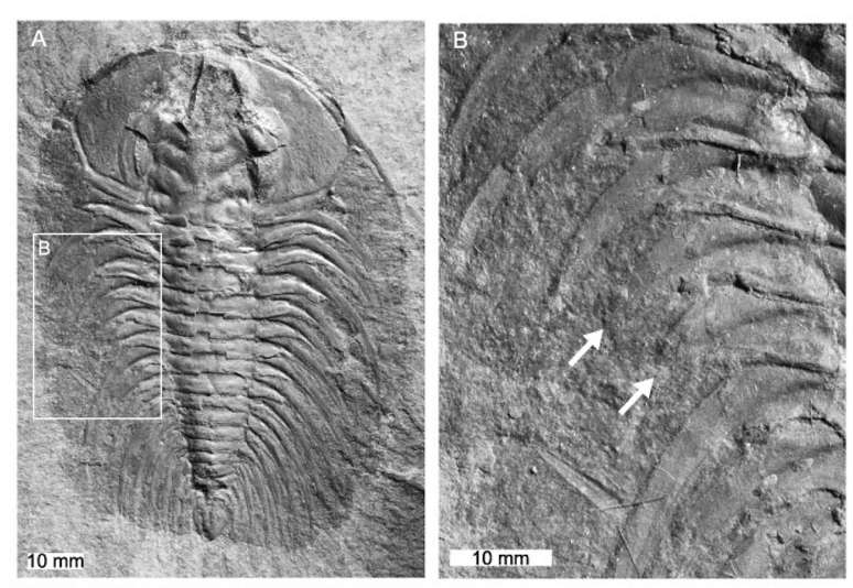 Esp&eacute;cime de trilobita com marcas relacionadas &agrave; preda&ccedil;&atilde;o. A remodela&ccedil;&atilde;o sugere que o animal sobreviveu ao ataque.