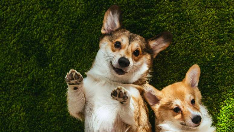 O movimento tamb&eacute;m ajuda o c&atilde;o dom&eacute;stico a enxergar melhor o rosto humano, compensando o campo de vis&atilde;o parcialmente bloqueado pelo focinho -depositphotos.com / AllaSerebrina