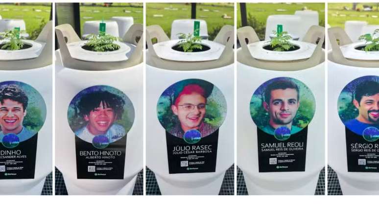 బూడిదతో నాటిన విత్తనాలు