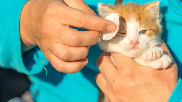 Os principais cuidados de higiene com c&atilde;es e gatos envolvem banho, escova&ccedil;&atilde;o dos pelos, limpeza dos ouvidos, corte de unhas e higiene bucal, al&eacute;m da aten&ccedil;&atilde;o ao local onde eles vivem &ndash; depositphotos.com / mircea2r@gmail.com