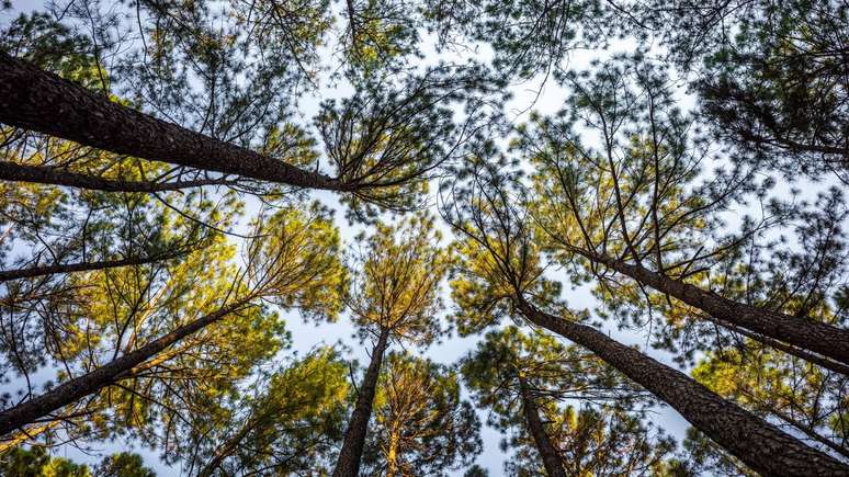 Mais do que um detalhe visual, a separa&ccedil;&atilde;o entre copas revela como a floresta se organiza para dividir luz e reduzir riscos coletivos &ndash; depositphotos.com / skasiansin
