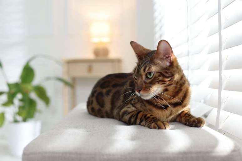O bengal tem pelagem marrom com manchas ou rosetas que lembram a de um felino selvagem 