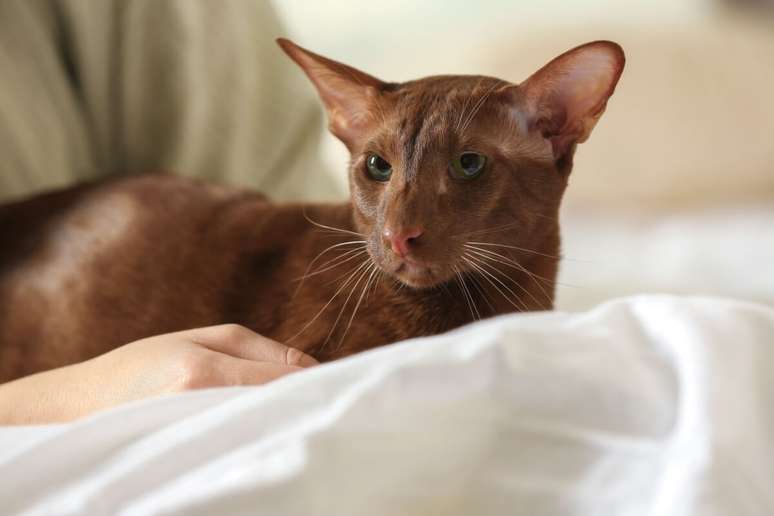 O oriental&nbsp;shorthair tem pelagem curta, fina e bem rente ao corpo 