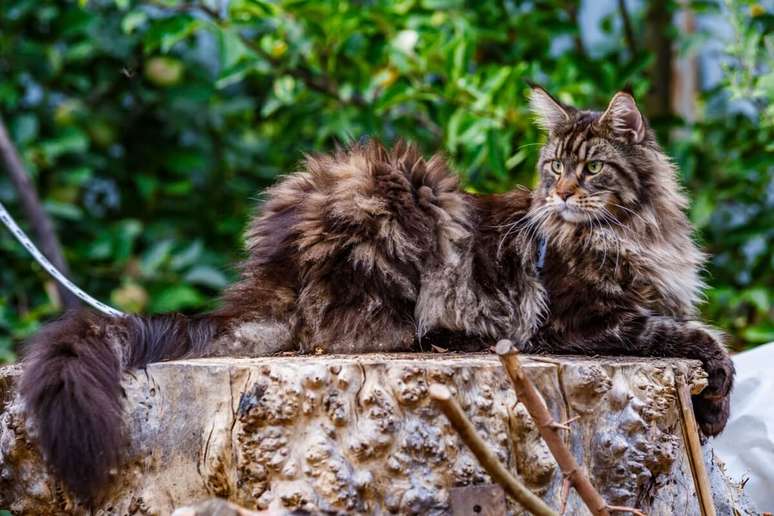 A pelagem longa do maine coon pode apresentar varia&ccedil;&otilde;es de marrom 