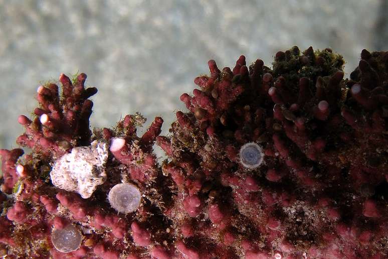 இந்த அமைப்பு, புகைப்படத்தில் உள்ளதைப் போன்ற சுண்ணாம்பு ஆல்காவை அடையாளம் காண்பதை மேம்படுத்துகிறது, இது லித்தோதாம்னியன் இனத்தைச் சேர்ந்த ரோடோபைட், சுற்றுச்சூழல் கண்காணிப்பை மிகவும் திறம்படச் செய்கிறது.